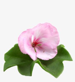 粉色花瓣天竺葵素材