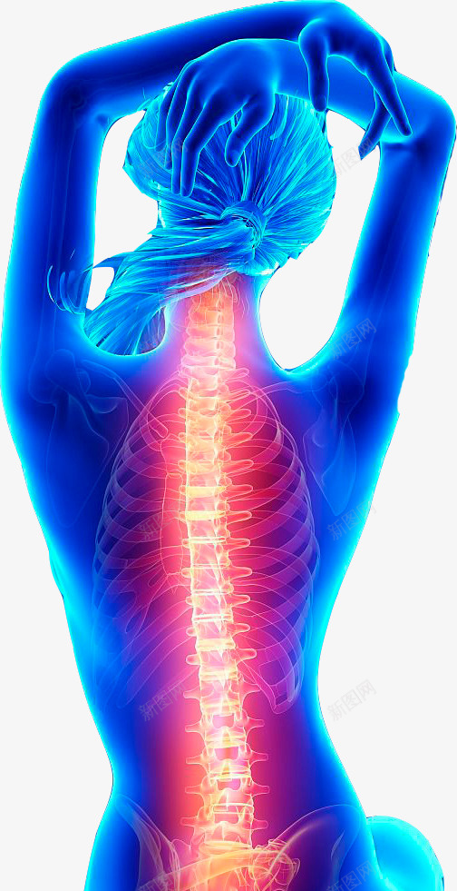 女性的背部脊椎图png免抠素材_新图网 https://ixintu.com 健康 准确图 医学研究 对人的重要性 男性 背部脊椎 防疾病