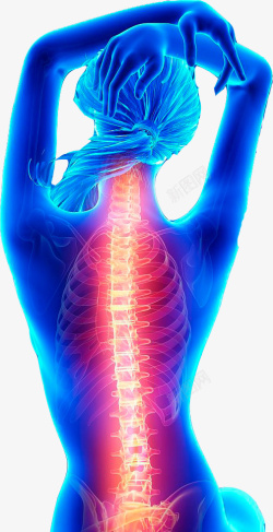 对人女性的背部脊椎图高清图片