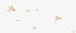飞翔的鸟群飞翔鸟群春天白鸽高清图片