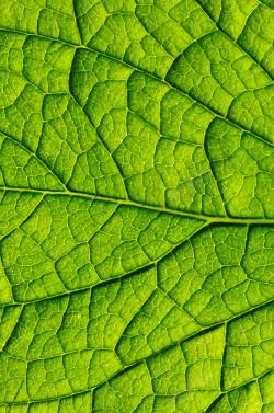 绿色植物底纹网状绿叶叶脉高清图片