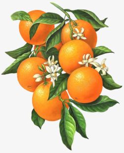 手绘彩图开小白花的橙子果实高清图片