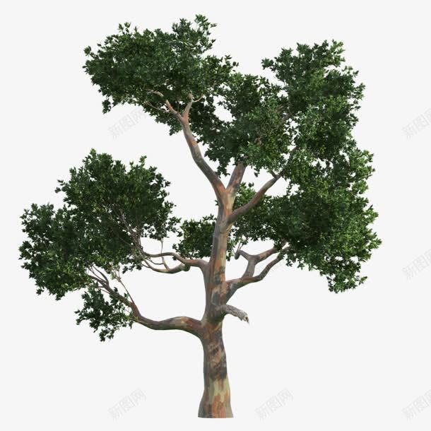 绿树png免抠素材_新图网 https://ixintu.com png 春天 植树节 绿树