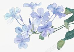 蓝色叶子鲜花边框手绘蓝色丁香花高清图片