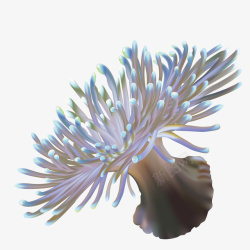 海葵植物矢量图素材