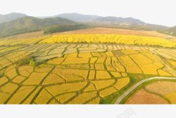 金色树林整齐的稻田高清图片