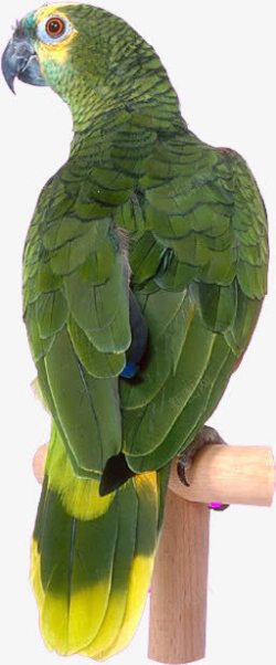 绿色的鹦鹉侧面图素材