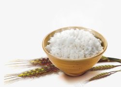 稻穗中的米饭白米饭高清图片