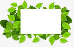 绿色树叶文字输入框素材