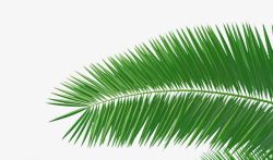 针状绿色椰子高清图片