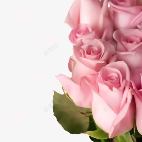 雅致玫瑰花png免抠素材_新图网 https://ixintu.com 玫瑰花束 粉色玫瑰花 精美玫瑰 详情页玫瑰 鲜花 鲜花图片