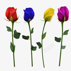 四支彩色玫瑰花高清图片