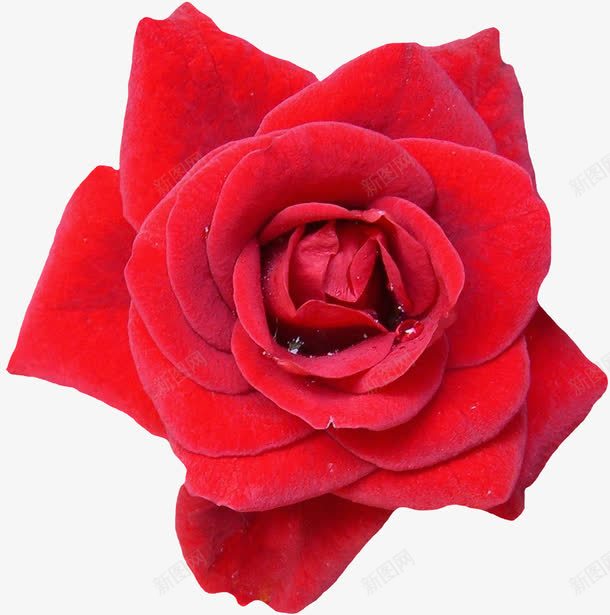 盛开的火红玫瑰png免抠素材_新图网 https://ixintu.com 开放 玫瑰 盛开 红玫瑰 绽放的花朵 花 花朵