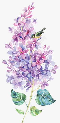 花卉小鸟装饰手绘花鸟元素高清图片