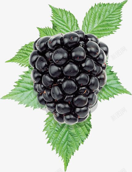 鲜嫩多汁的黑莓png免抠素材_新图网 https://ixintu.com 水果素材 美食素材 鲜嫩多汁 黑色 黑莓素材