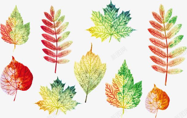 秋天的树叶png免抠素材_新图网 https://ixintu.com 彩色 枫叶 树叶 渐变 点缀 秋季 装饰