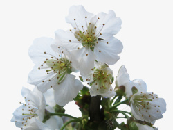 白色樱桃花樱桃花高清图片