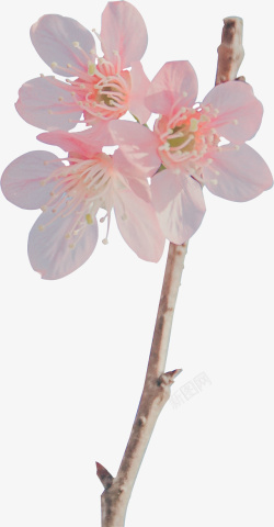 几朵几朵粉色的樱花高清图片