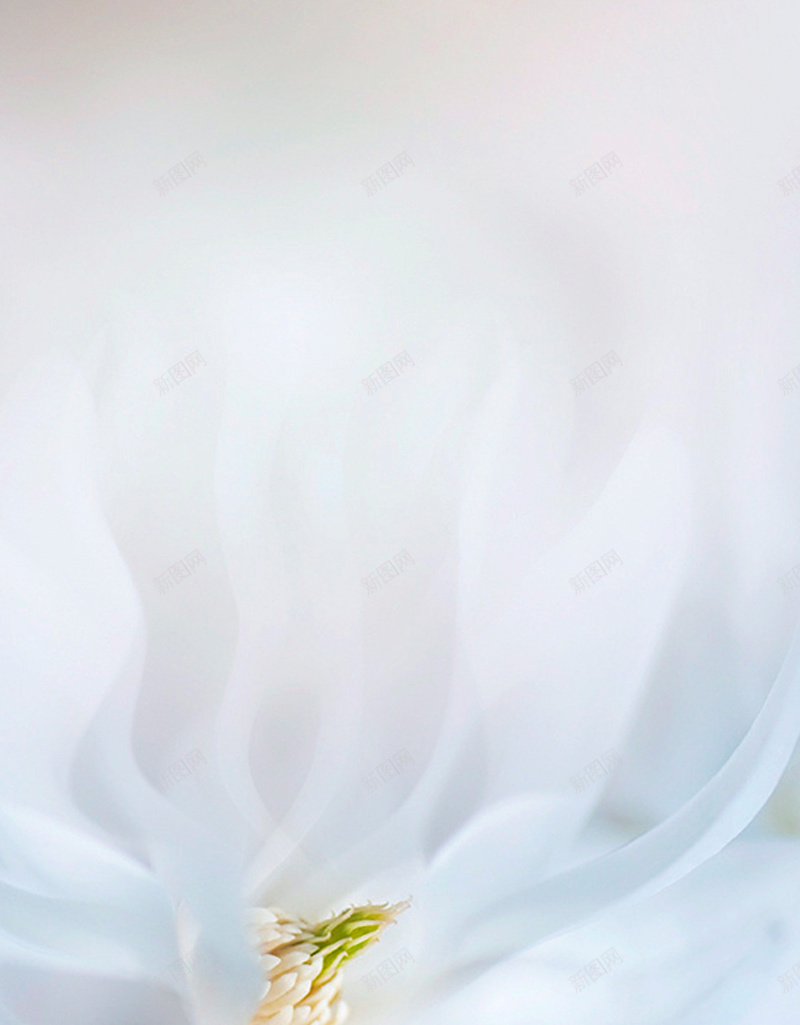 纯白色花瓣H5背景jpg设计背景_新图网 https://ixintu.com H5 小清新 文艺 清新 白色 简约 花卉 花瓣 褶皱