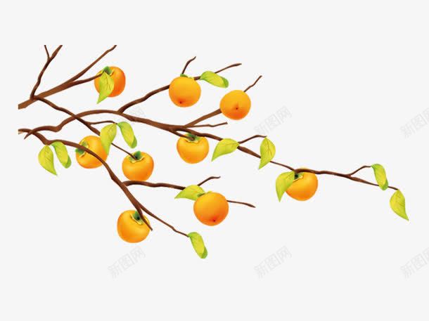 手绘柿子树png免抠素材_新图网 https://ixintu.com 丰收 卡通 手绘 柿子树 橙色 水彩 水果 秋天