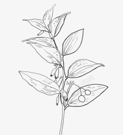 黑白线稿手绘植物线稿手绘中药植物1111高清图片
