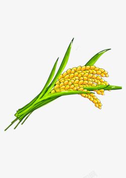大米水稻金黄的稻穗高清图片
