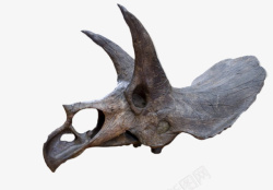 头骨素材黑色带大角的恐龙生物化石实物高清图片