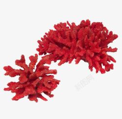 红珊瑚元素海洋生物红珊瑚家居摆件高清图片