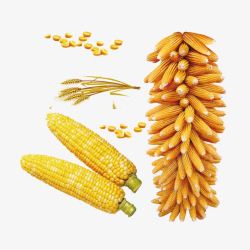 小麦的穗玉米高粱高清图片
