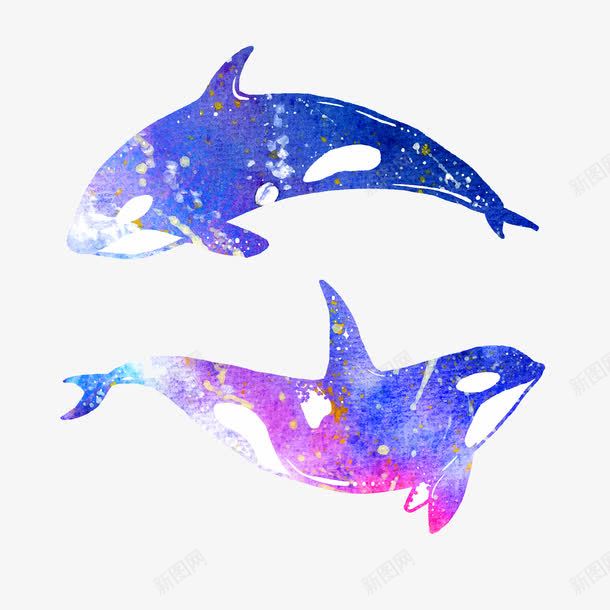 水墨鲸鱼png免抠素材_新图网 https://ixintu.com 两条 卡通 手绘 水墨 简图 紫色 蓝色 鱼尾 鲸鱼