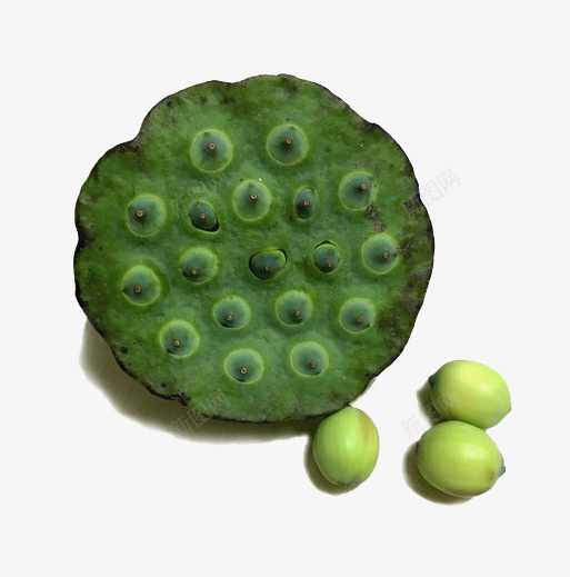 实物美食莲蓬莲子png免抠素材_新图网 https://ixintu.com 产品实物 新鲜 绿色 美食 莲子 莲蓬 采摘