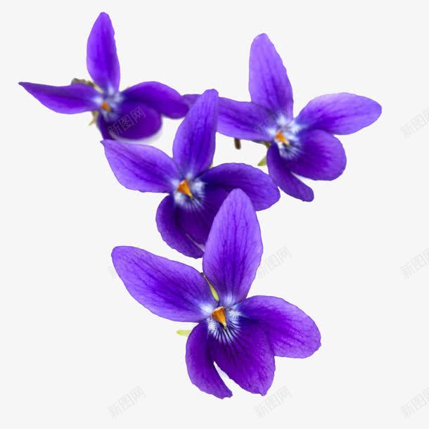 紫罗兰花png免抠素材_新图网 https://ixintu.com 免抠素材 实物 植物 紫红色 紫罗兰花 紫色 花卉 花朵