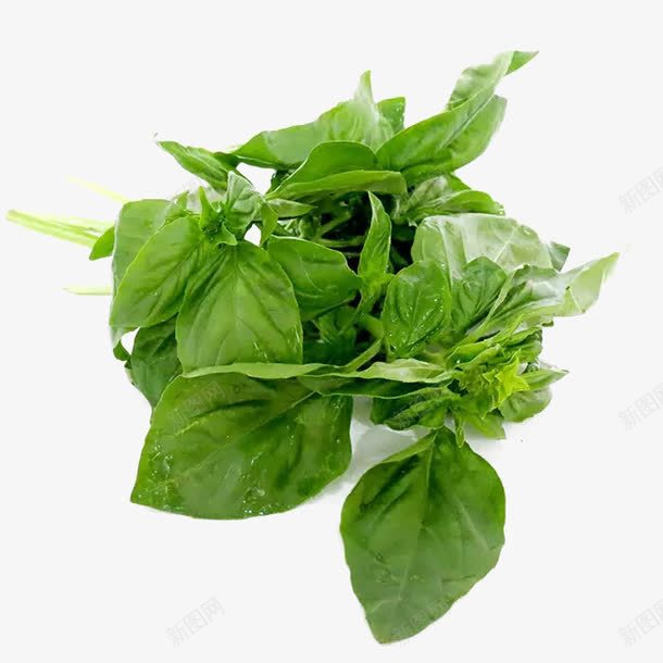 罗勒叶png免抠素材_新图网 https://ixintu.com 健康美味 新鲜 绿色 罗勒叶 蔬菜 西餐配菜