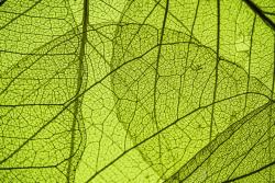 叶茎透明绿色叶子高清图片