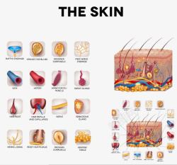 皮肤层细胞结构皮肤衰老的形成高清图片