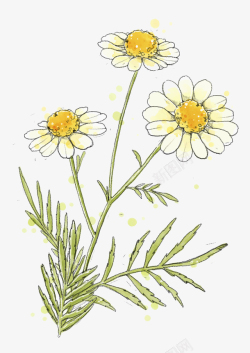 多彩植物手绘唯美小雏菊高清图片