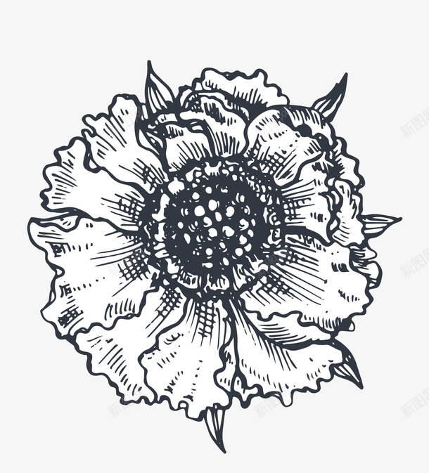 线描花朵png免抠素材_新图网 https://ixintu.com 印花图案 手绘花卉 手绘花朵 线描花卉 背景 设计 贴花图案 黑白花朵