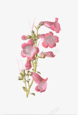 手绘花朵素材