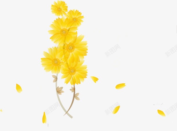 菊花茶花png免抠素材_新图网 https://ixintu.com 花 茶叶 茶叶文化 茶文化 菊花 菊花茶