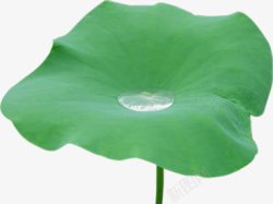 水滴荷叶春天绿色荷叶上的水滴装饰高清图片