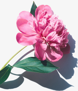 植物开花文艺清新粉色的装饰花高清图片