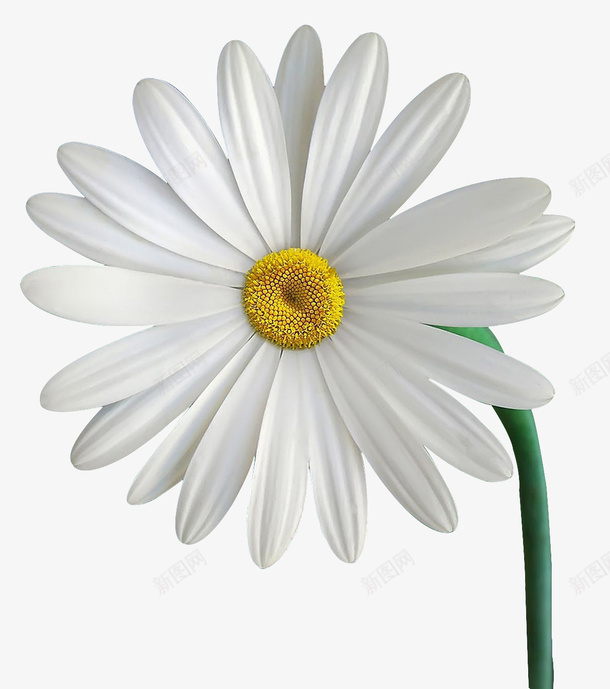 白色可爱小雏菊png免抠素材_新图网 https://ixintu.com daisy 可爱装饰花朵 小雏菊 白色花朵 纯白