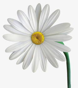 花朵纯白白色可爱小雏菊高清图片