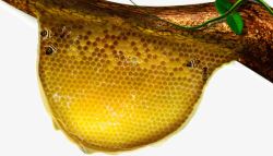 金色蜂窝蜂巢蜂蜜高清图片