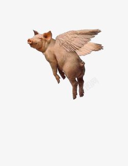 渴望飞翔的猪会飞的猪高清图片
