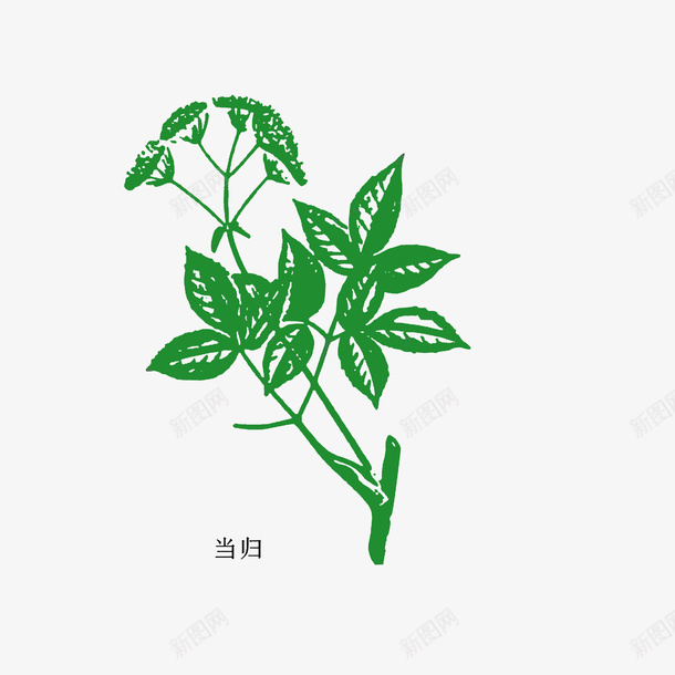 手绘植物当归png免抠素材_新图网 https://ixintu.com 中草药 彩绘 手绘中药材 手绘植物当归 绿色植物