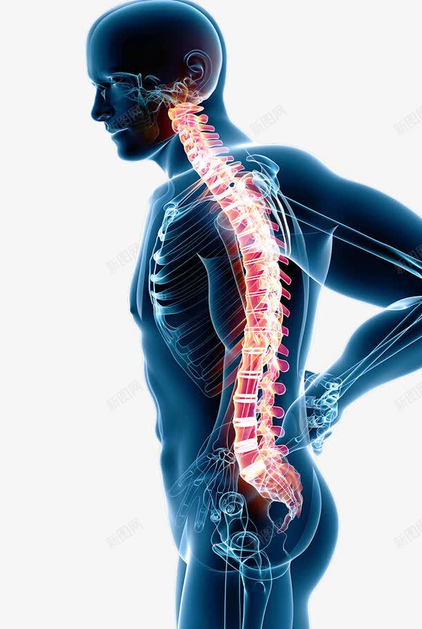 身体结构png免抠素材_新图网 https://ixintu.com 生物学 脊柱 腰椎 骨头