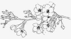 手绘梅树一支梅花简笔画线稿透明图图标高清图片