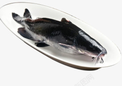 黑鮰鱼素材