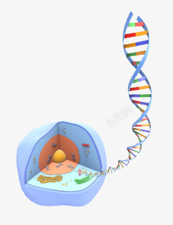 动物细胞彩色插画细胞核高清图片